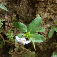 Bonnaya antipoda (L.) Druce
